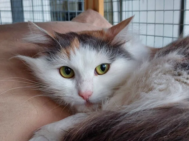 Кошка Буковка (Камелия), кошка, Приют Малинки (Кожухово), Москва. Фото 1 из 3.