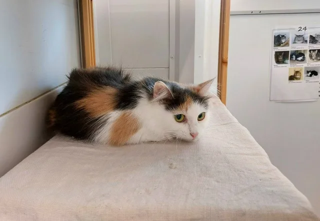 Кошка Буковка (Камелия), кошка, Приют Малинки (Кожухово), Москва. Фото 2 из 3.