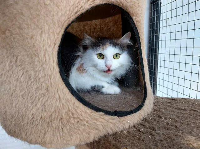 Кошка Буковка (Камелия), кошка, Приют Малинки (Кожухово), Москва. Фото 3 из 3.