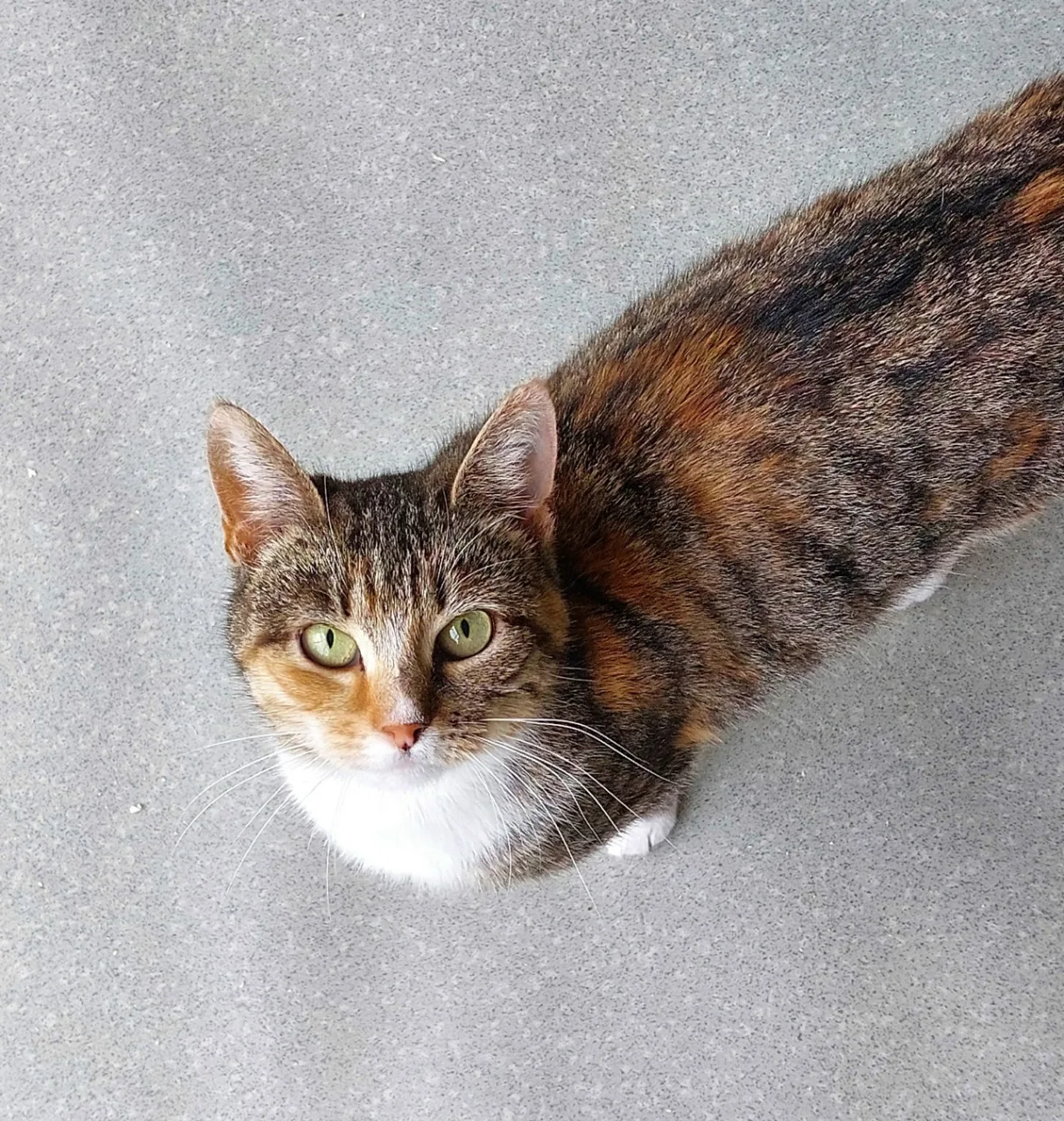 Кошка Вета, кошка, Приют Малинки (Кожухово), Москва. Фото 2 из 2.