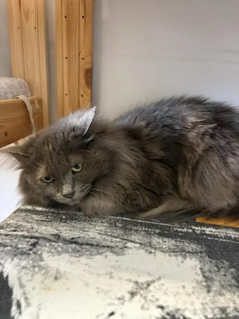 Виста (Мадонна) — кошка Около 2 лет, Москва