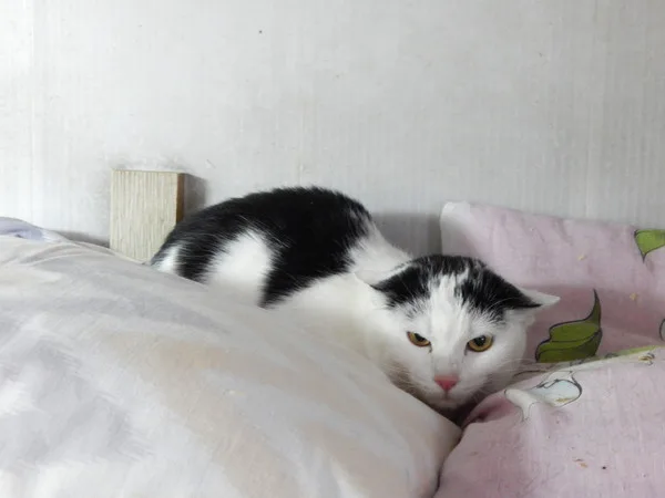 Кошка Вьюга, кошка, Приют Малинки (Кожухово), Москва. Фото 11 из 11.
