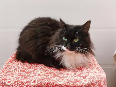 Дуся — кошка, Москва