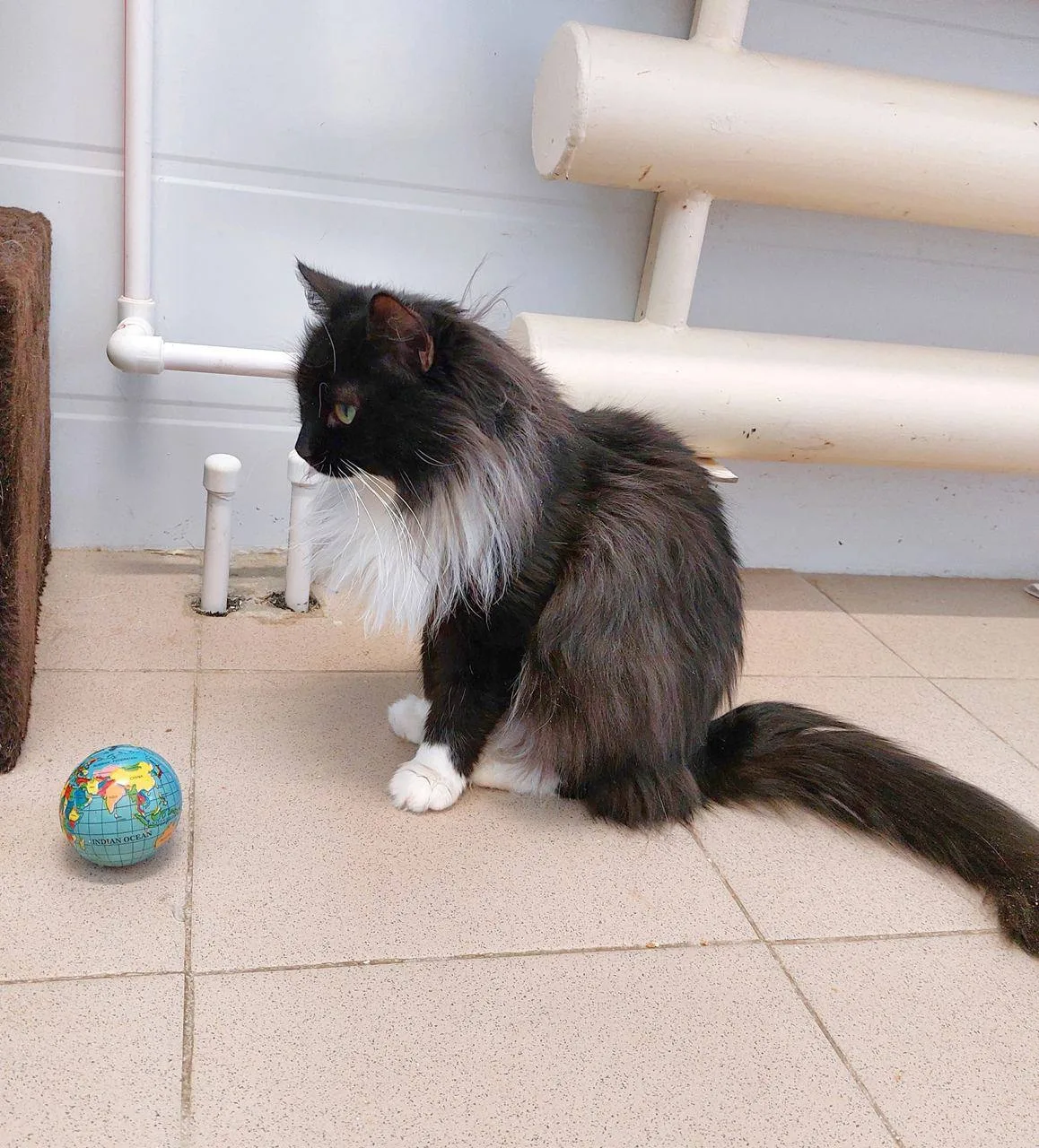 Кошка Дуся, кошка, Приют Малинки (Кожухово), Москва. Фото 4 из 4.