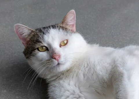 Жиган — кошка, Москва