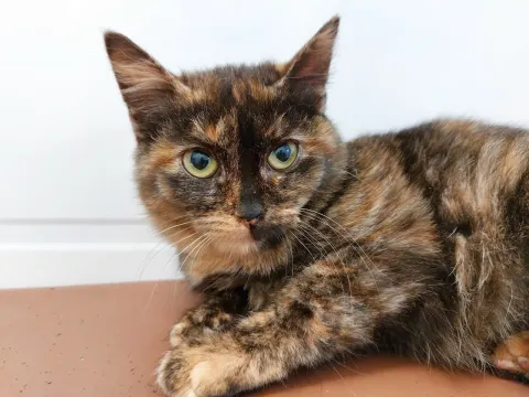 Звездочка — кошка, Москва