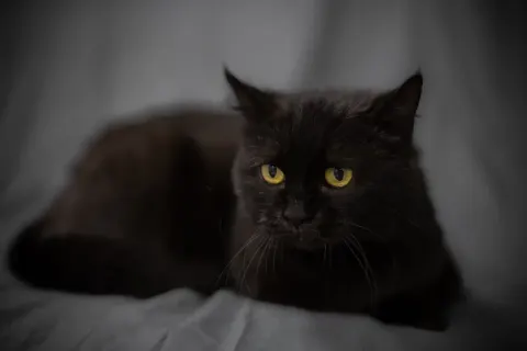 Ичара — кошка Около 4 лет, Москва