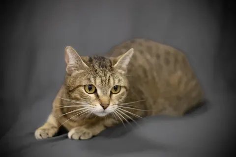 Кливия — кошка, Москва