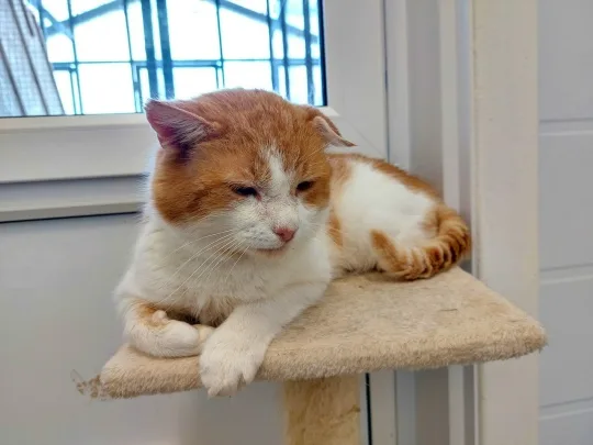 Кошка Кузьмич, кот, Приют Малинки (Кожухово), Москва. Фото 2 из 2.