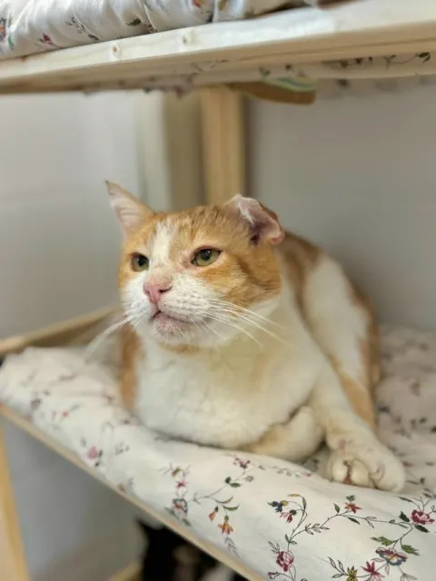 Кузьмич — кошка, Москва