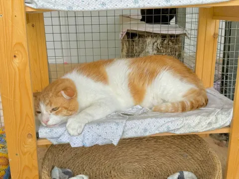 Кузьмич — кошка Около 6 лет, Москва
