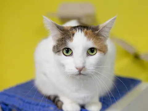 Лиза — кошка, Москва