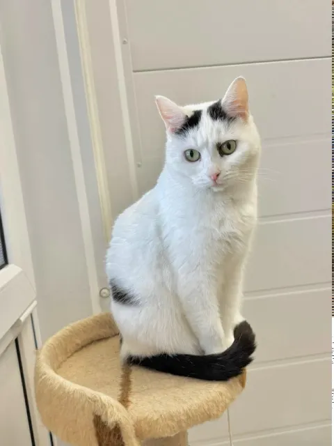 Любаша — кошка 9 лет, Москва