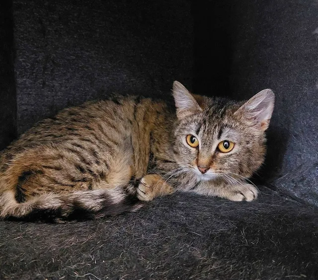 Кошка Муська (Дюймовочка), кошка, Приют Малинки (Кожухово), Москва. Фото 1 из 2.