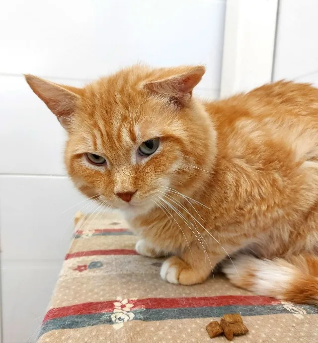 Кошка Пончик, кот, Приют Малинки (Кожухово), Москва. Фото 1 из 1.