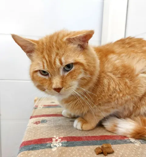 Пончик — кошка, Москва