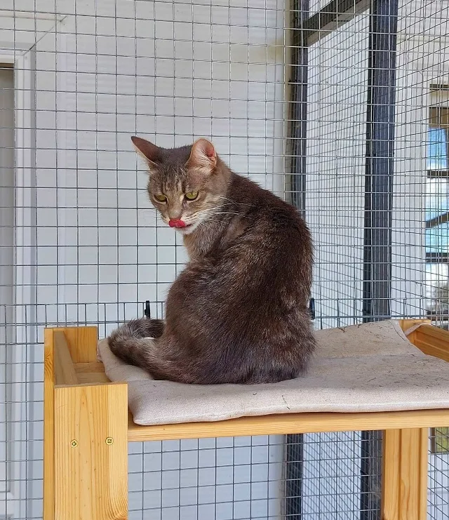 Кошка Пуговка, кошка, Приют Малинки (Кожухово), Москва. Фото 2 из 4.