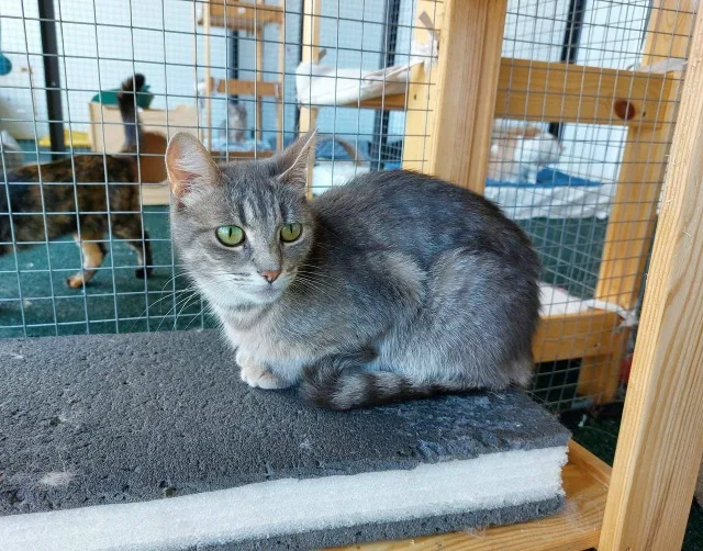 Кошка Пуговка, кошка, Приют Малинки (Кожухово), Москва. Фото 3 из 4.