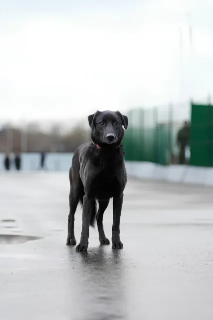 Ленчик — собака, Москва