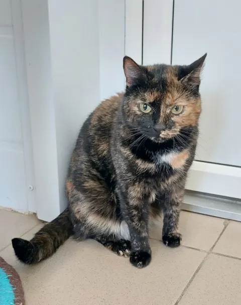 Радость(Маня) — кошка 15 лет, Москва