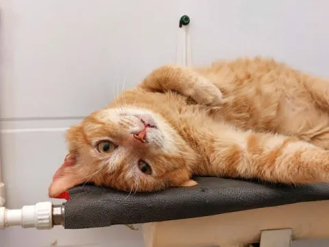 Шах — кот 10 лет, Москва