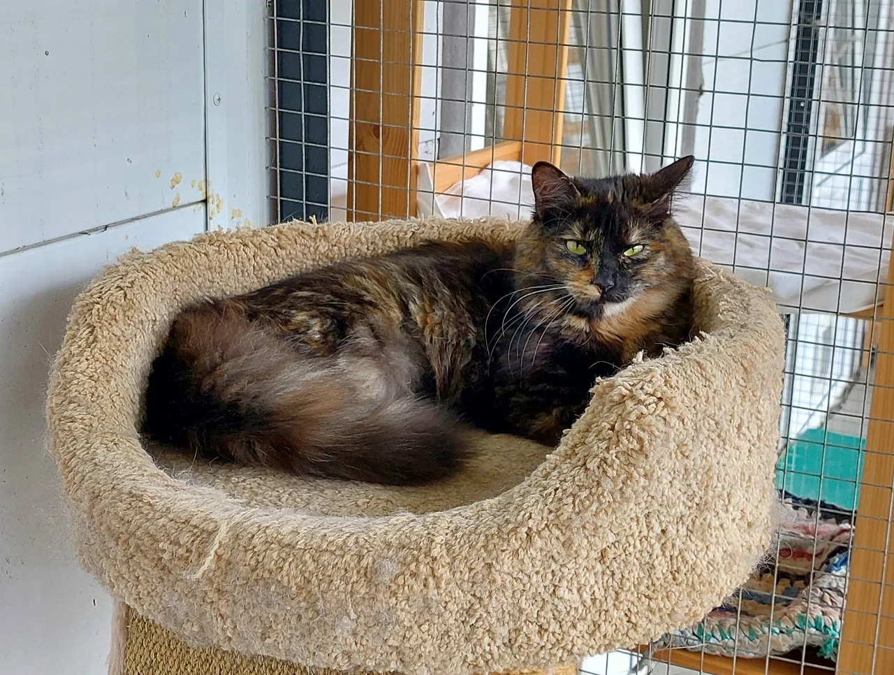 Кошка Эрика, кошка, Приют Малинки (Кожухово), Москва. Фото 3 из 3.