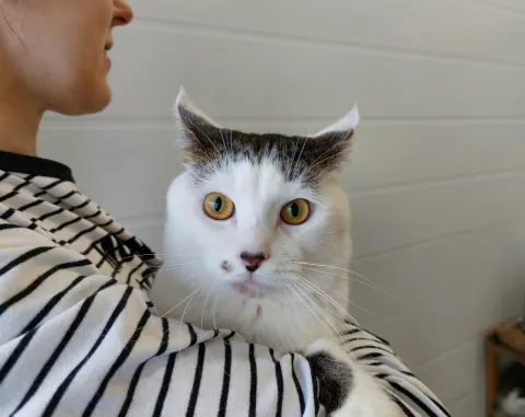 Адамс — кошка Около 4 лет, Москва