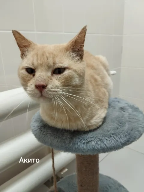 Акито — кошка, Москва