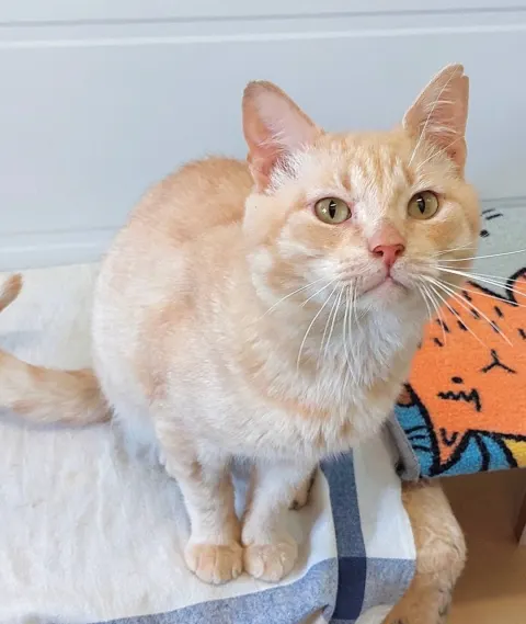 Акито — кошка Около 7 лет, Москва