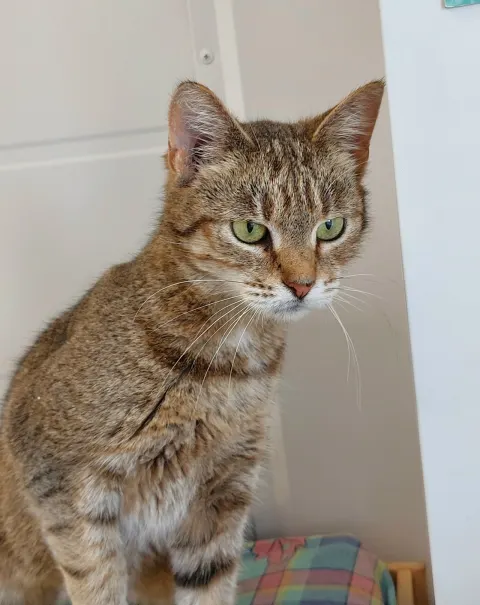 Аля — кошка Около 4 лет, Москва