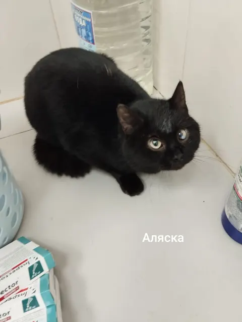 Аляска — кошка, Москва