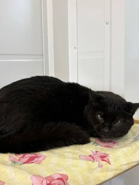 Аляска — кошка Около 6 лет, Москва