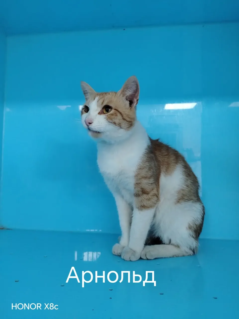 Кошка Арнольд, кот, Приют Малинки (Кожухово), Москва. Фото 1 из 1.