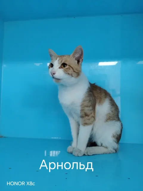 Арнольд — кошка, Москва