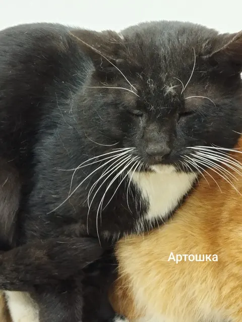 Артошка — кошка, Москва