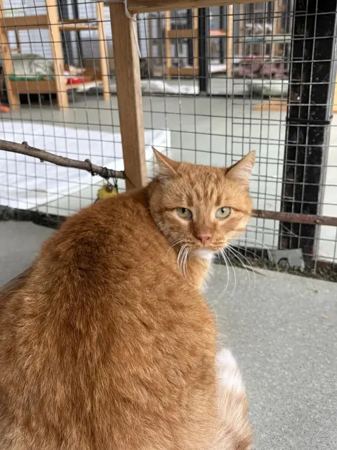 Бабай — кошка Около 6 лет, Москва