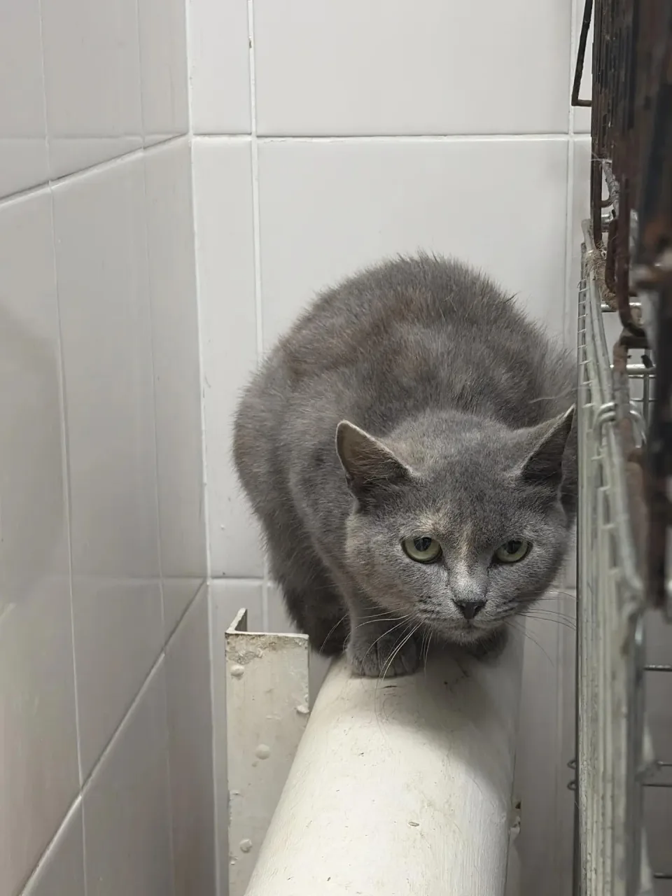 Кошка Бамия, кошка, Приют Малинки (Кожухово), Москва. Фото 1 из 1.