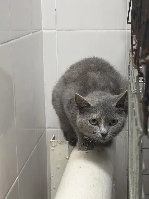 Бамия — кошка, Москва