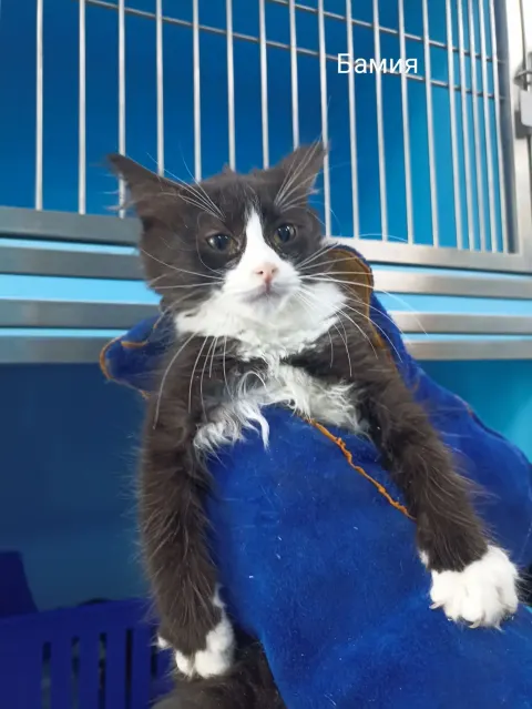 Бамия — кошка, Москва