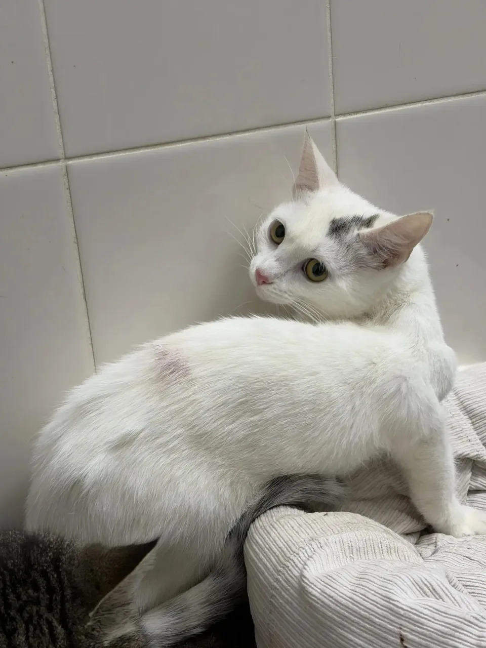 Кошка Белоснежка, кошка, Приют Малинки (Кожухово), Москва. Фото 1 из 1.