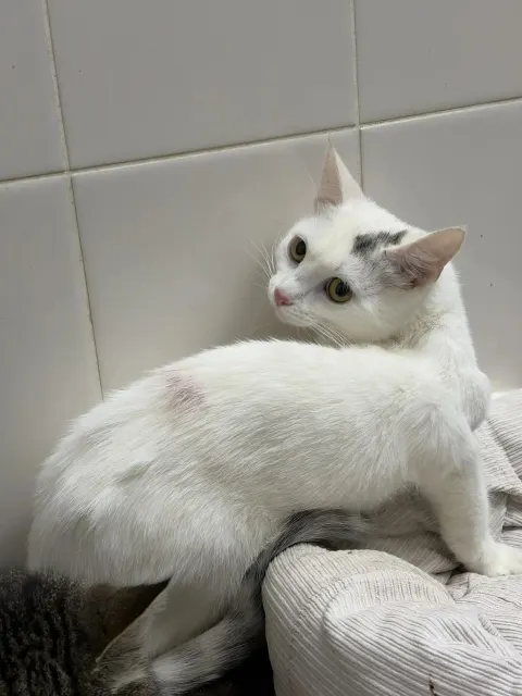 Белоснежка — кошка, Москва