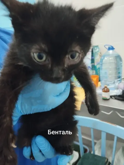Бенталь — кошка, Москва