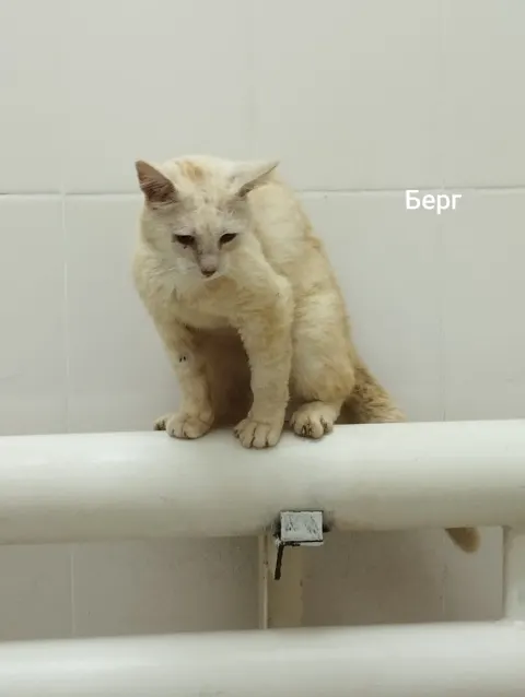 Берг — кошка, Москва