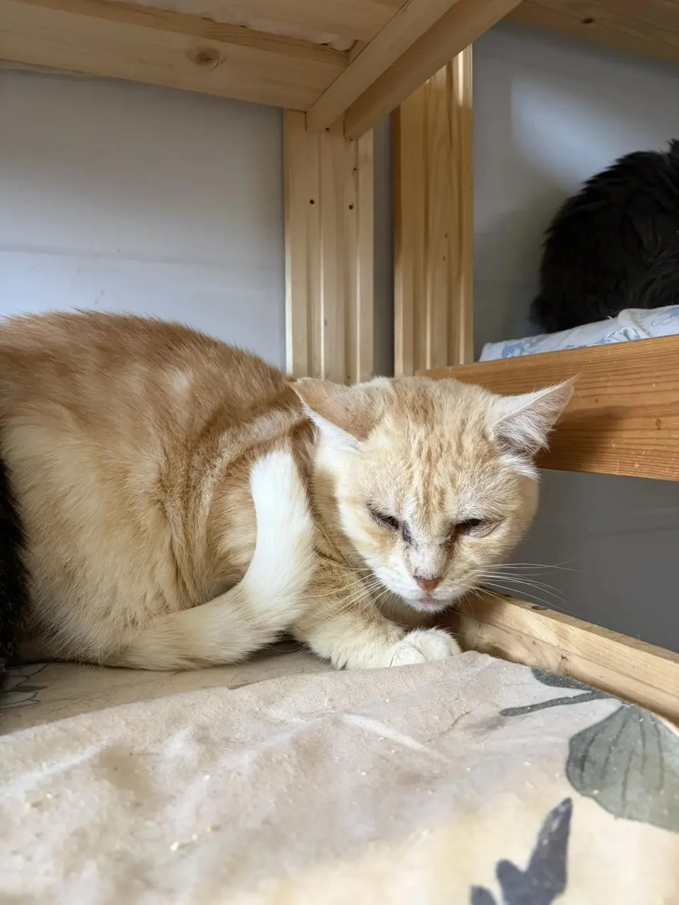 Кошка Берг, кот, Приют Малинки (Кожухово), Москва. Фото 1 из 1.