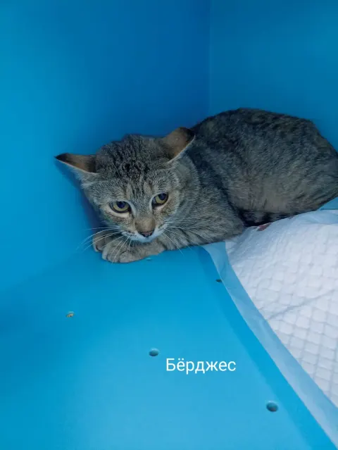 Бёрджес — кошка, Москва
