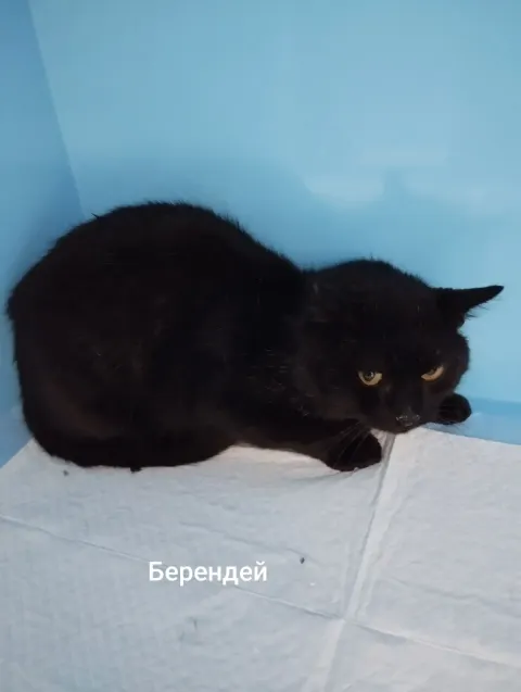 Берендей — кошка, Москва