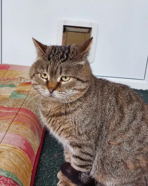 Бисквит — кошка Около 7 лет, Москва