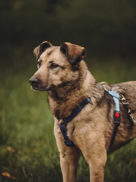 Пальма — собака Около 8 лет, Москва