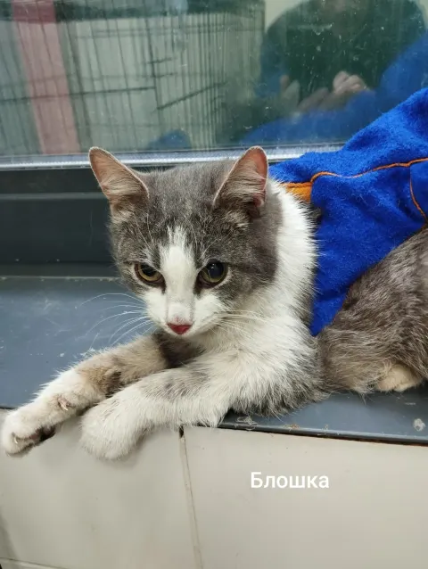 Блошка — кошка, Москва