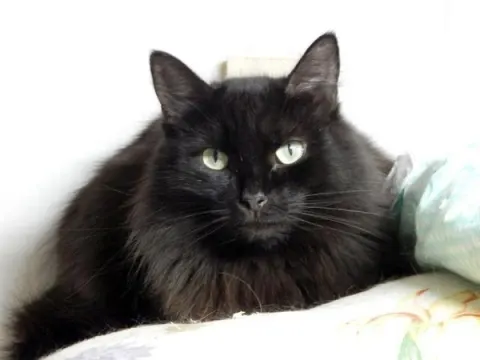 Блэк — кошка Около 5 лет, Москва